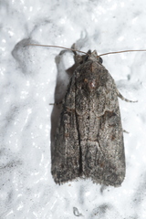 Cryphia fraudatricula