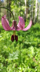 Lilium martagon pilosiusculum