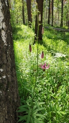 Lilium martagon pilosiusculum