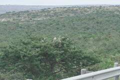 Vachellia karroo