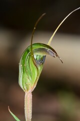 Pterostylis × toveyana