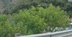 Tecoma stans