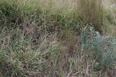 Senecio pterophorus