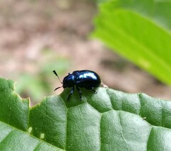 Platycorynus peregrinus