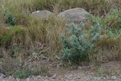 Senecio pterophorus