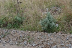 Senecio pterophorus