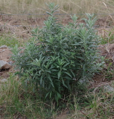 Senecio pterophorus