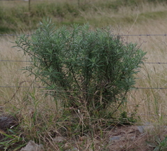 Senecio pterophorus