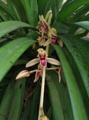 Cymbidium