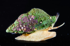 Cymatiella eburnea
