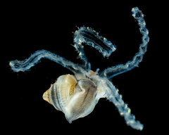 Tonnoidea
