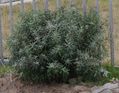 Senecio pterophorus