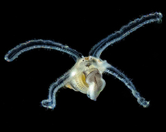 Tonnoidea