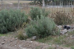 Senecio pterophorus