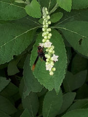 Rhynchium haemorrhoidale