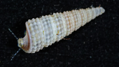 Monophorus nigrofuscus