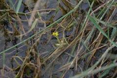 Utricularia stellaris