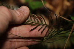 Blechnum parrisiae