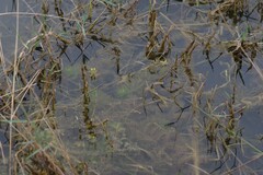 Utricularia stellaris