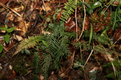 Blechnum parrisiae