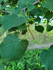 Tilia cordata