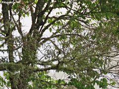Melanotis caerulescens