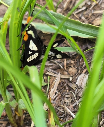 MacCulloch's Forester Moth photo 3