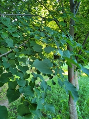 Tilia cordata