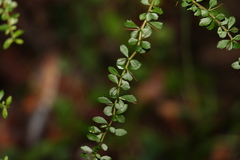 Bursaria spinosa