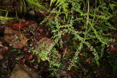 Bursaria spinosa