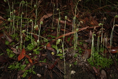 Pterostylis hispidula