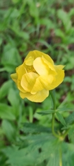 Trollius europaeus