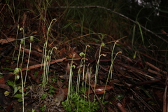 Pterostylis hispidula