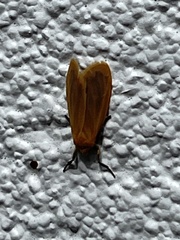 Symmetrodes sciocosma