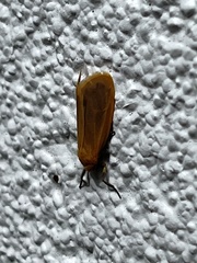 Symmetrodes sciocosma