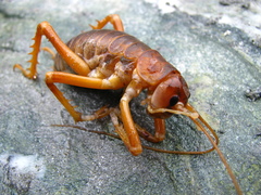 Deinacrida pluvialis