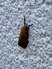 Symmetrodes sciocosma