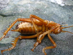 Deinacrida pluvialis