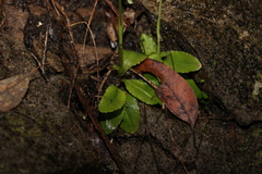 Pterostylis hispidula