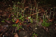 Pterostylis hispidula