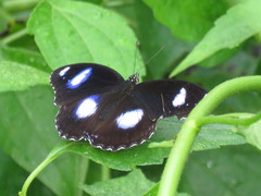 Hypolimnas bolina bolina