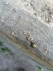 Pentatoma rufipes