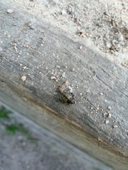 Pentatoma rufipes