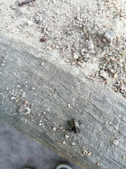 Pentatoma rufipes