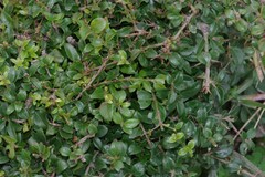 Canthium spinosum
