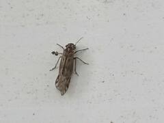 Philotarsidae