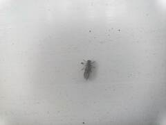 Philotarsidae