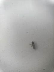 Philotarsidae