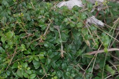 Canthium spinosum