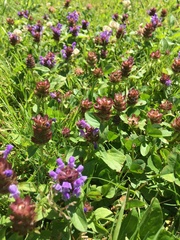 Prunella vulgaris